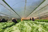 Lạc Dương - Hướng tới một nền nông nghiệp xanh