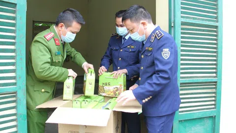 Thu giữ 800kg táo và nho khô không rõ nguồn gốc tại Lào Cai