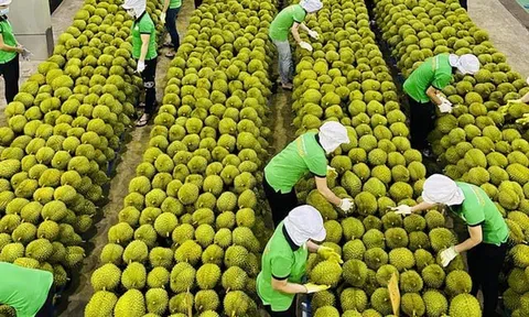 Thủ tướng yêu cầu truy xuất nguồn gốc chất lượng nông lâm, thủy sản xuất khẩu