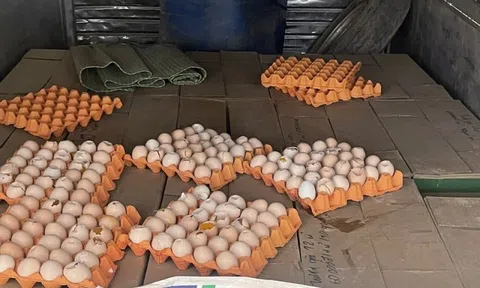 Cao Bằng: Tiêu hủy trên 5.000 quả trứng gà không rõ nguồn gốc xuất xứ