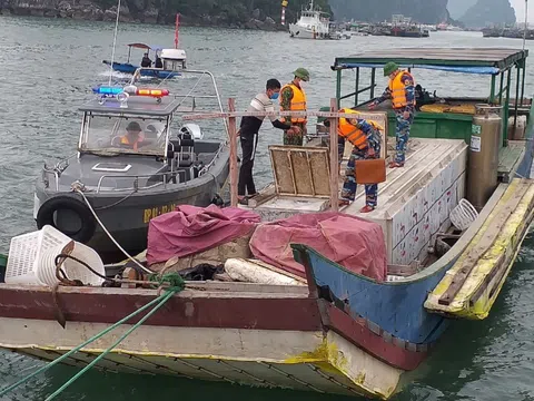 Quảng Ninh: Thu giữ 2.300 kg cá tầm không rõ nguồn gốc