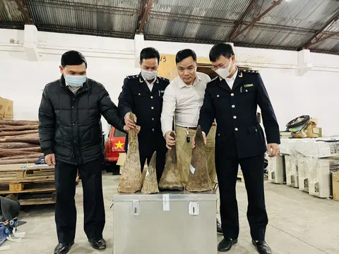 Hải Phòng: Bắt giữ gần 20 kg sừng tê giác nhập lậu