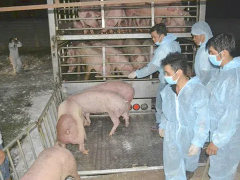 Bộ Giao thông vận tải kiểm soát, ngăn chặn sản phẩm từ lợn không rõ nguồn gốc qua biên giới