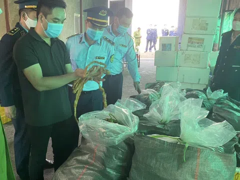 Hải Phòng: Ngăn chặn kịp thời 7,5 tấn lòng lợn nhiễm dịch tả châu Phi