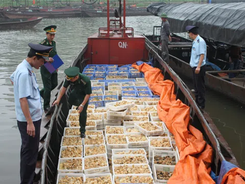 Hải quan phối hợp Biên phòng, Công an... ngăn chặn buôn lậu, vận chuyển trái phép gia súc