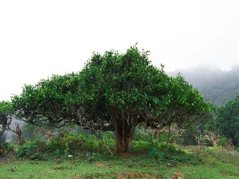 ACTIV tự hào cung cấp giải pháp truy xuất nguồn gốc TrueData – Định danh 100 cây Chè Shan Tuyết cổ thụ có tuổi đời hàng trăm năm