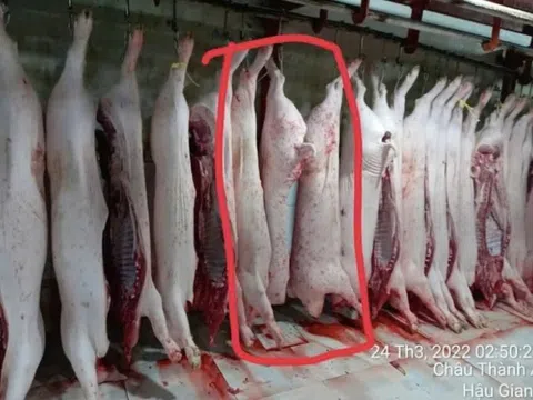 Vụ C.P Việt Nam bị tố bán heo bệnh: Bộ công an vào cuộc