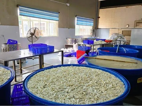 Thanh Hóa tạm giữ hơn 13 tấn chân gà ngâm hóa chất, chuẩn bị tuồn ra thị trường