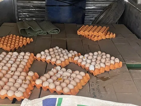 Cao Bằng: Tiêu hủy trên 5.000 quả trứng gà không rõ nguồn gốc xuất xứ