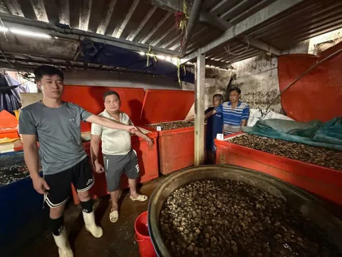 Triệt phá “xưởng” ngâm ốc bằng hóa chất công nghiệp: Hồi chuông cảnh báo về an toàn thực phẩm