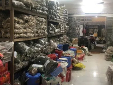 Phú Thọ: Kịp thời ngăn chặn số lượng lớn táo khô không rõ xuất xứ