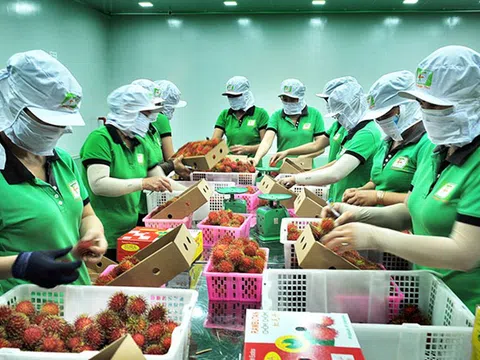 Nhiều cơ hội cho trái cây nhiệt đới Việt Nam vào thị trường EU